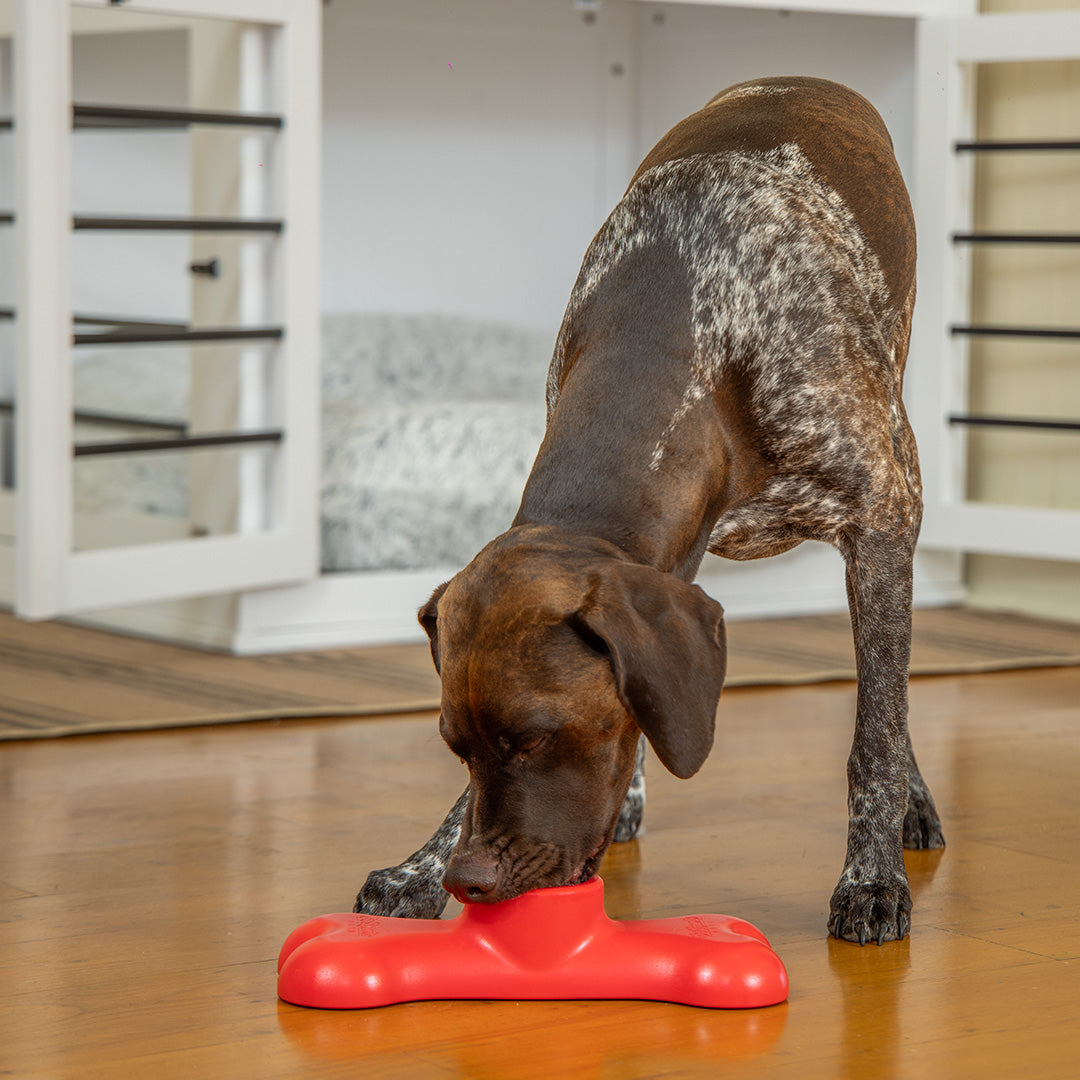 Dog interacting with a red bone on a wooden floor.