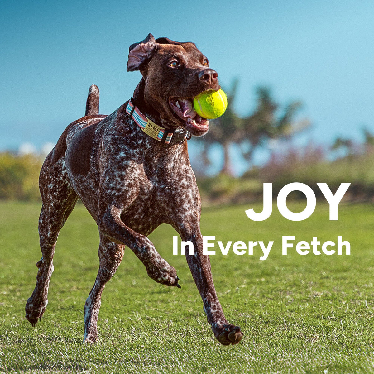 24" Soft-Touch Grip Dog Ball Launcher with 2 Tennis Balls, image 7 of 7