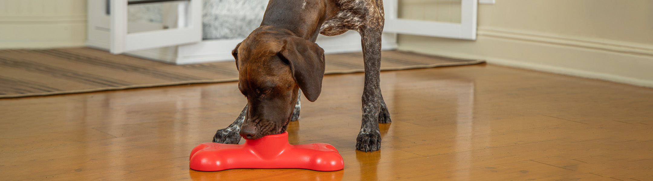 Dog standing eating from a red bone container in a home setting