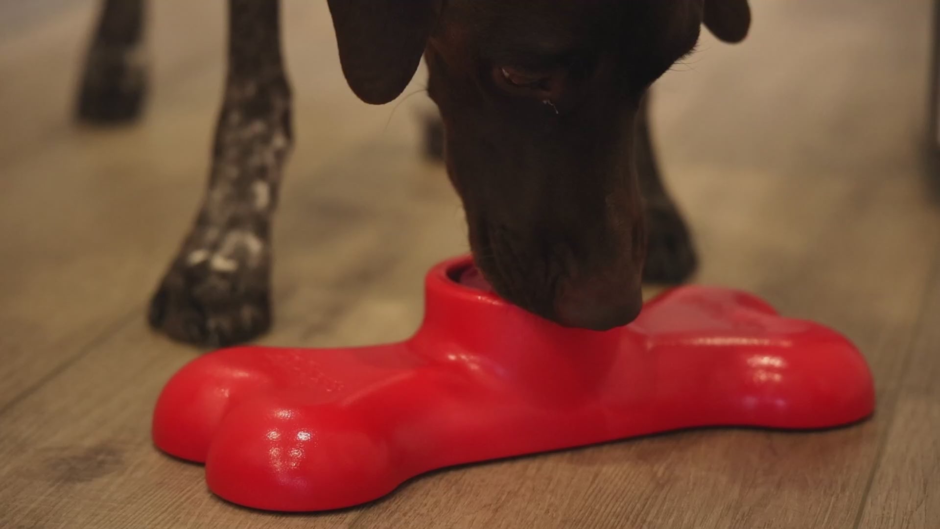dog licking out of frozen treat holder